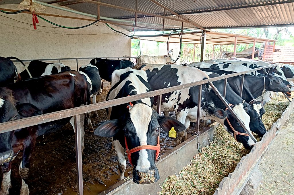 Dairy Farms